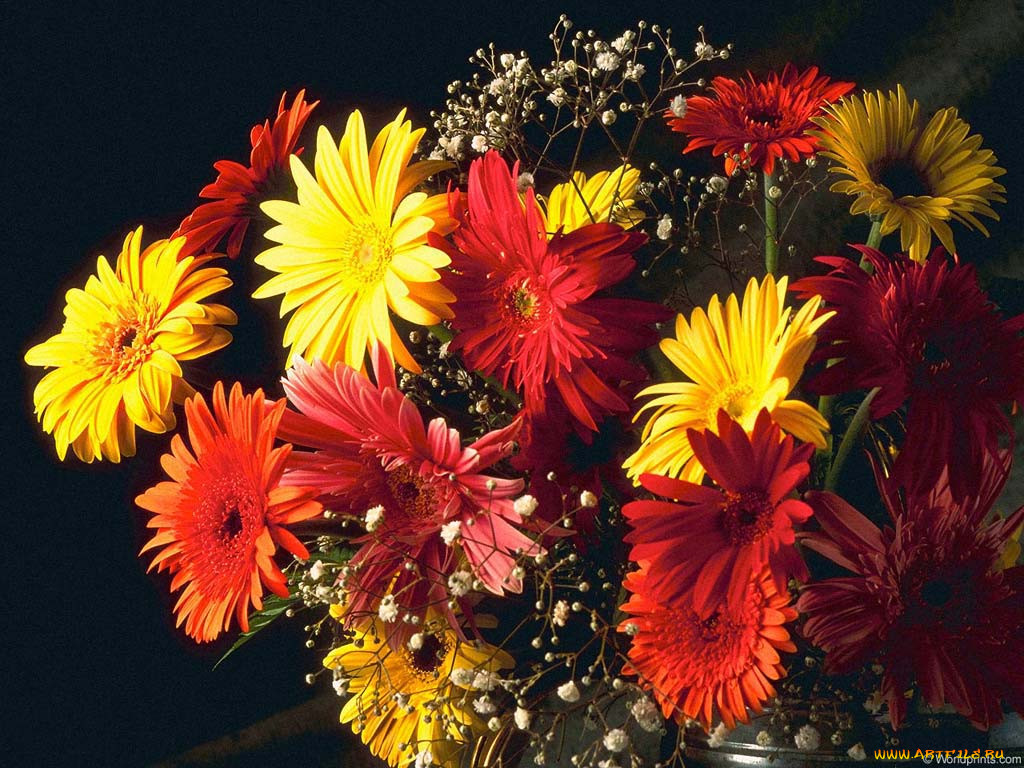 Герберы цветы фото с днем рождения